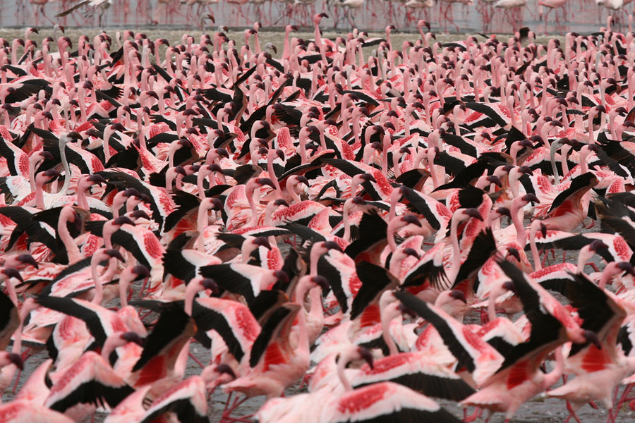 Фотография: Миллионы розовых фламинго №20 - BigPicture.ru