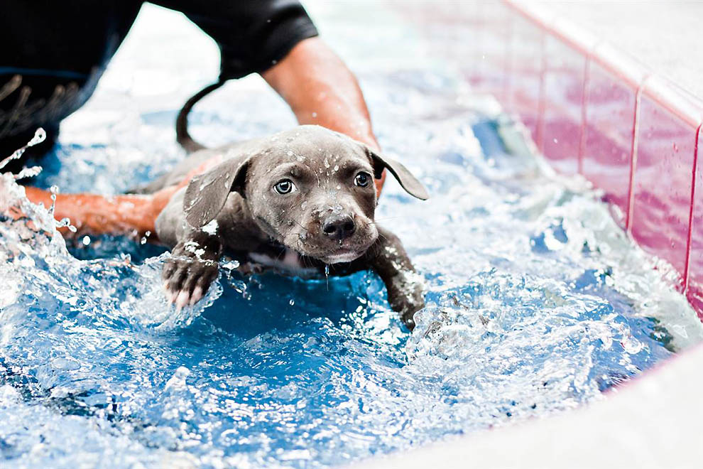 Фотография: Как любовь и плавание спасли щенка Харпера №4 - BigPicture.ru