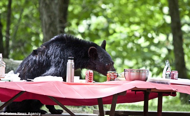 Фотография: Вас не приглашали - медведь заявился на семейный пикник №4 - BigPicture.ru