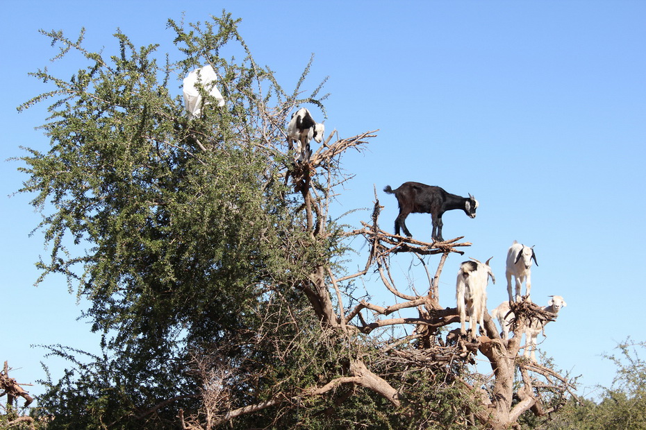 Фотография: Козы на деревьях в Марокко №5 - BigPicture.ru