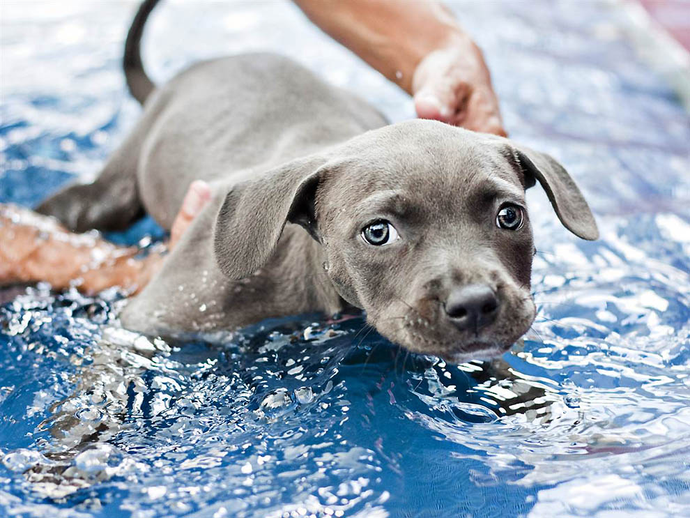 Фотография: Как любовь и плавание спасли щенка Харпера №5 - BigPicture.ru