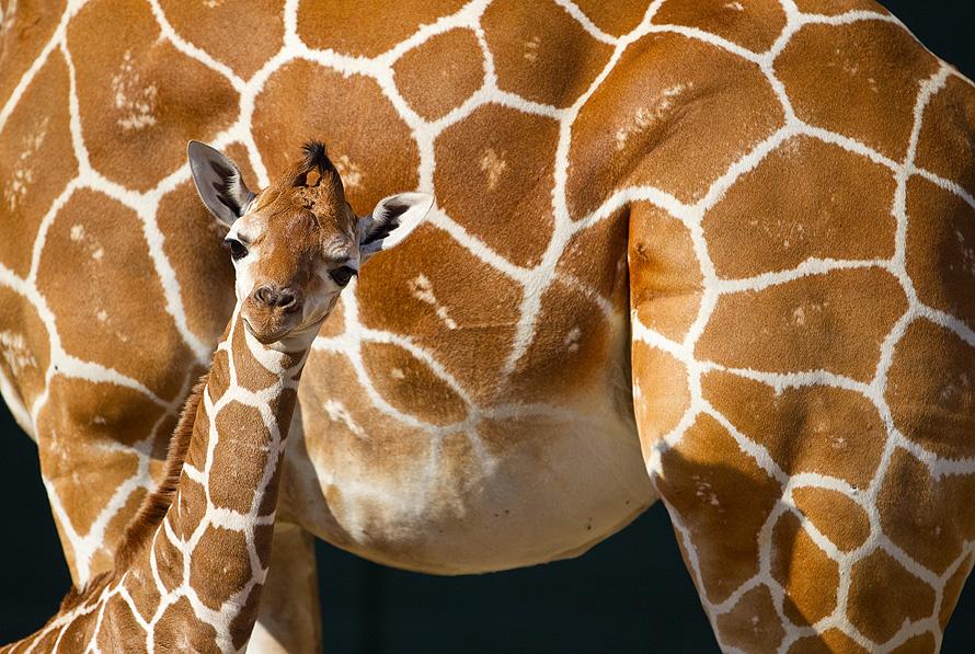 Фотография: Первый детеныш жирафа в 2012 году в зоопарке Тампа Бэй №7 - BigPicture.ru