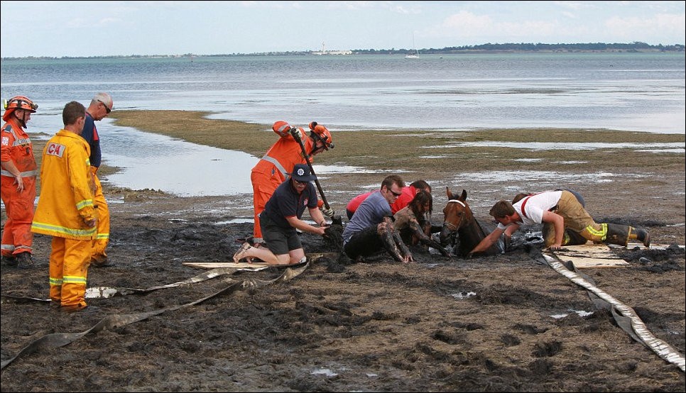 Фотография: Драма на пляже: Спасение лошади №7 - BigPicture.ru