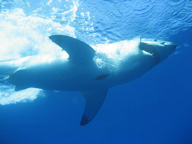 Фотография: Повелительница морей - большая белая акула №7 - BigPicture.ru
