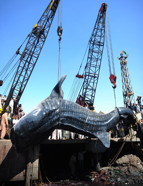 Фотография: Мертвую китовую акулу, найденную у побережья Пакистана, продали за $19 тыс. №5 - BigPicture.ru