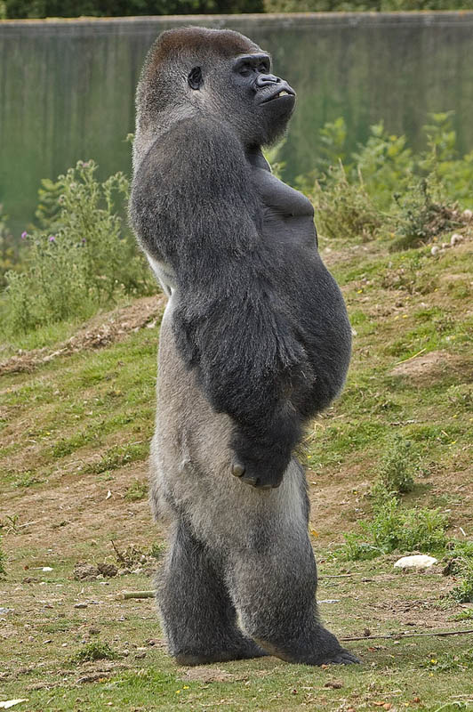 Фотография: Эти удивительные гориллы: фотофакты №10 - BigPicture.ru