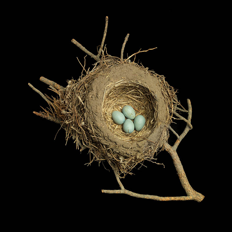 Шедевры природной архитектуры — птичьи гнезда