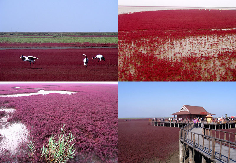 Фотография: Красный пляж в Китае №1 - BigPicture.ru