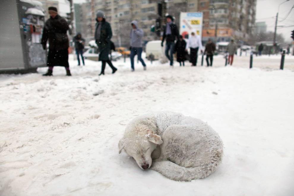 Фотография: Суровая зима 2012 №17 - BigPicture.ru