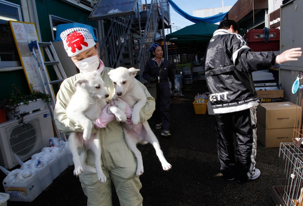 Фотография: Спасение животных из запретной зоны в префектуре Фукусима №2 - BigPicture.ru