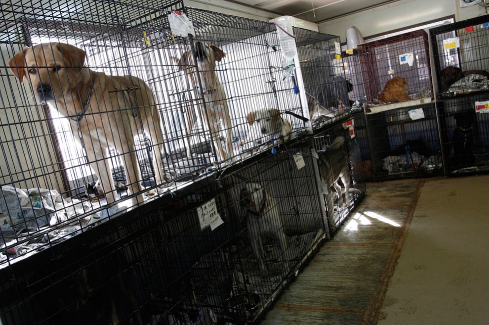 Фотография: Спасение животных из запретной зоны в префектуре Фукусима №20 - BigPicture.ru