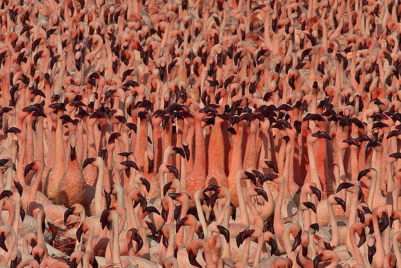 Фотография: Миллионы розовых фламинго №9 - BigPicture.ru