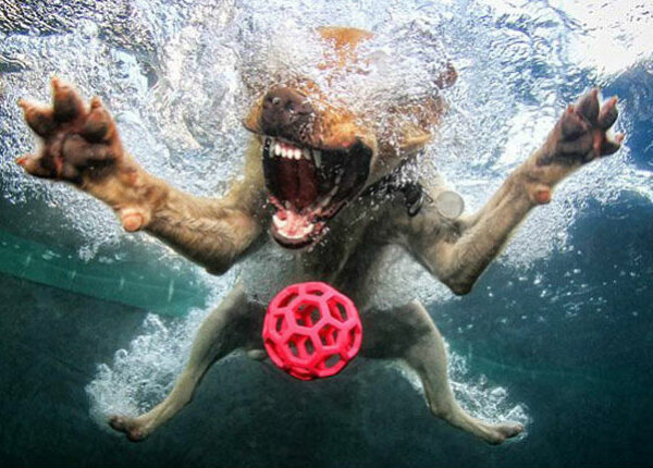 Невероятный позитив: собаки ловят мячик под водой