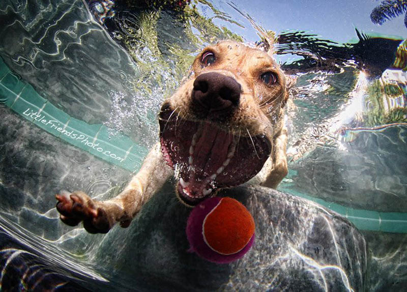 Фотография: Невероятный позитив: собаки ловят мячик под водой №7 - BigPicture.ru
