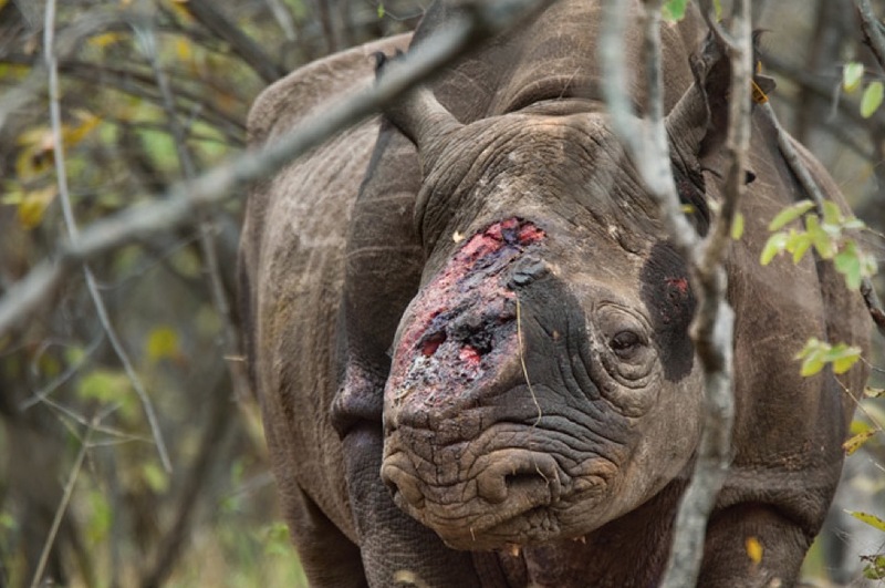 Фотография: Война за носорогов №2 - BigPicture.ru