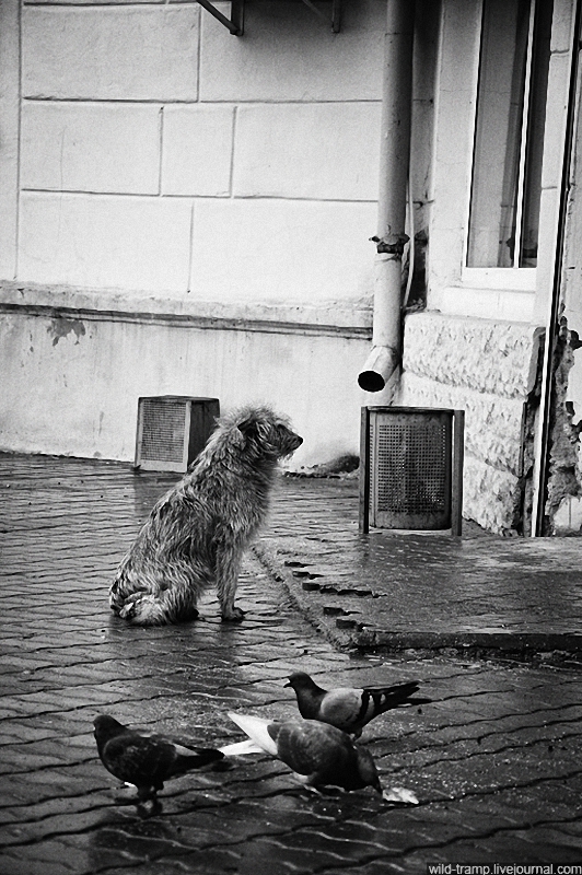 Фотография: Псы, которые живут на улице №3 - BigPicture.ru