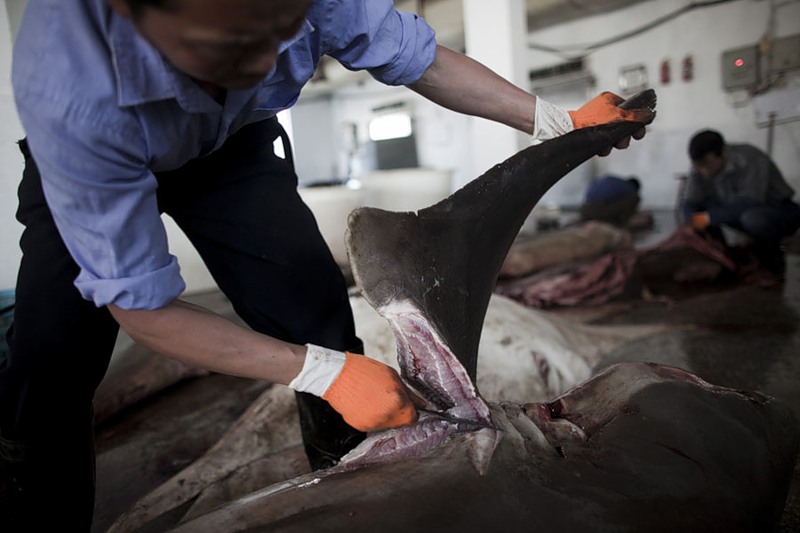Фотография: Рынок акульих плавников №3 - BigPicture.ru