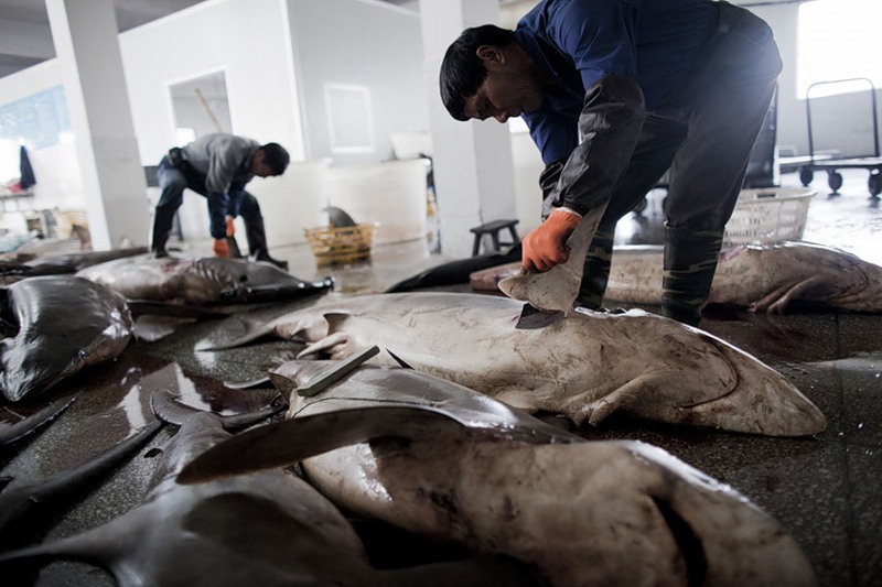 Фотография: Рынок акульих плавников №4 - BigPicture.ru