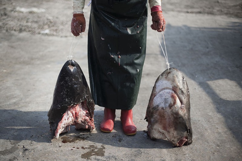 Фотография: Рынок акульих плавников №5 - BigPicture.ru