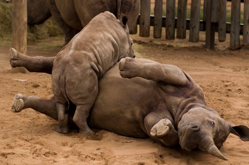 Фотография: Война за носорогов №8 - BigPicture.ru