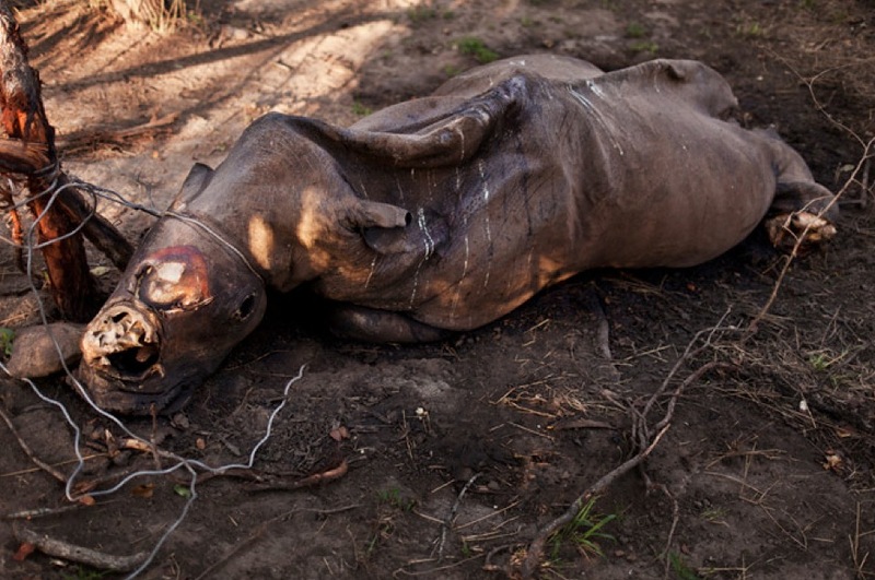 Фотография: Война за носорогов №9 - BigPicture.ru