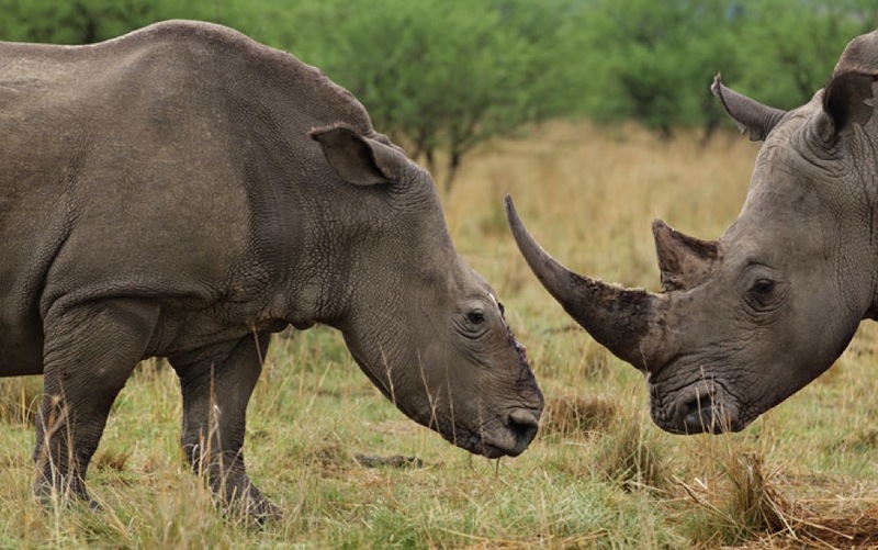 Фотография: Война за носорогов №12 - BigPicture.ru