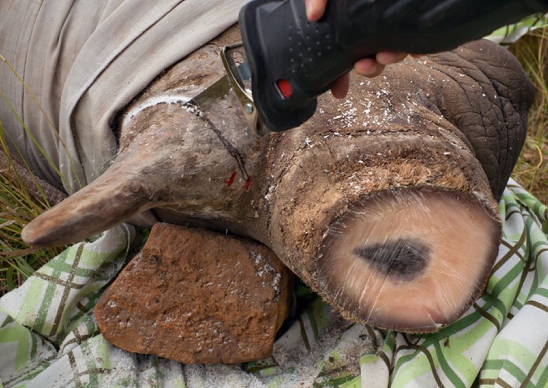 Фотография: Война за носорогов №14 - BigPicture.ru