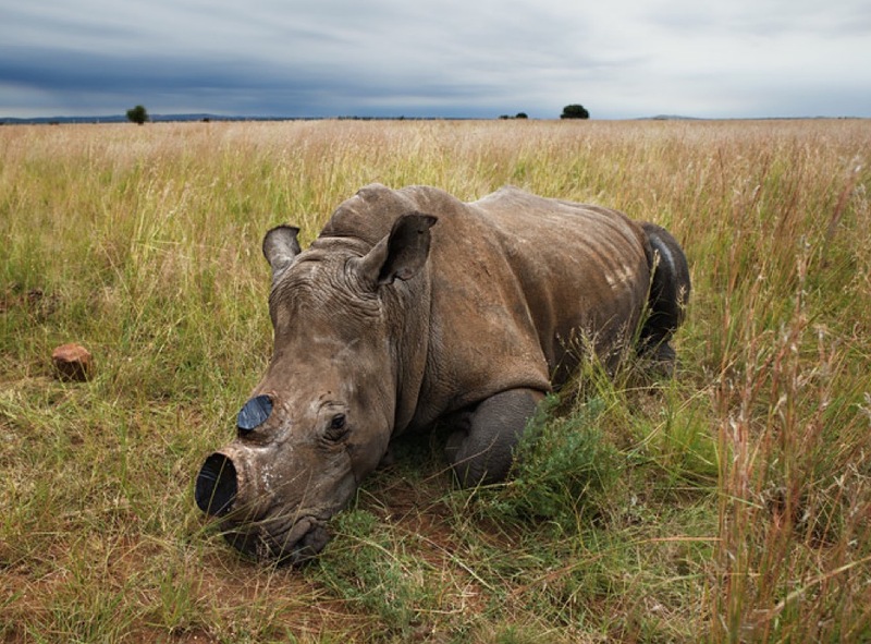 Фотография: Война за носорогов №15 - BigPicture.ru