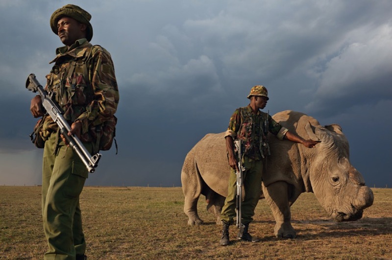 Фотография: Война за носорогов №16 - BigPicture.ru