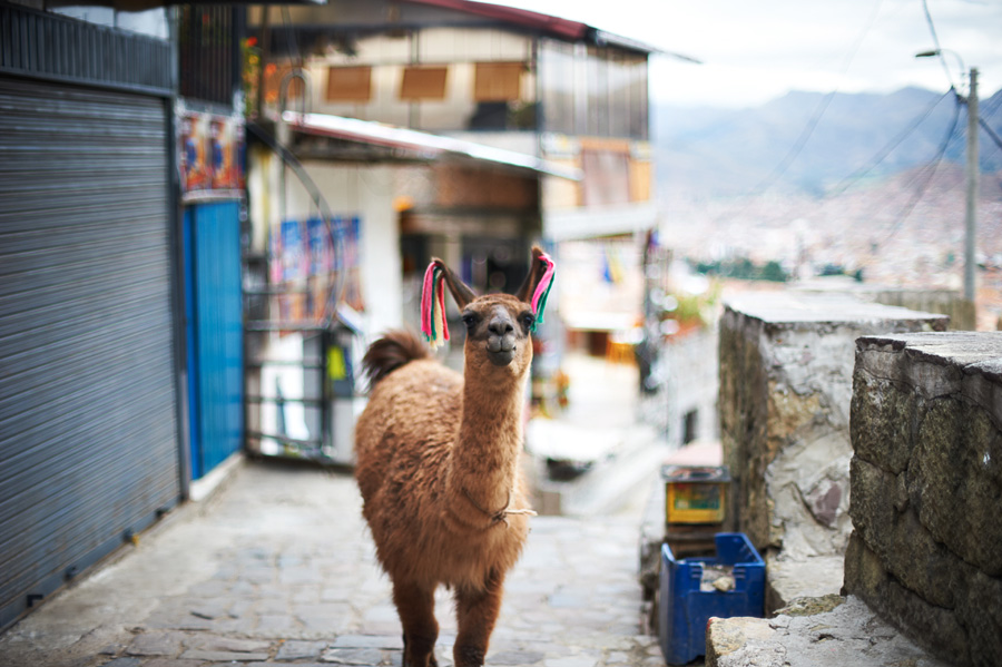 Фотография: Путешествуя по Перу: из Куско к Мачу-Пикчу №27 - BigPicture.ru