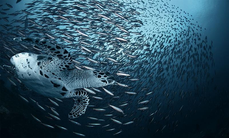 Фотография: 15 удивительных косяков рыбы №2 - BigPicture.ru