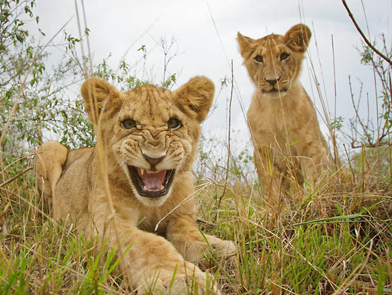 Львы крупным планом — фото хищников, сделанные с помощью BeetleCam