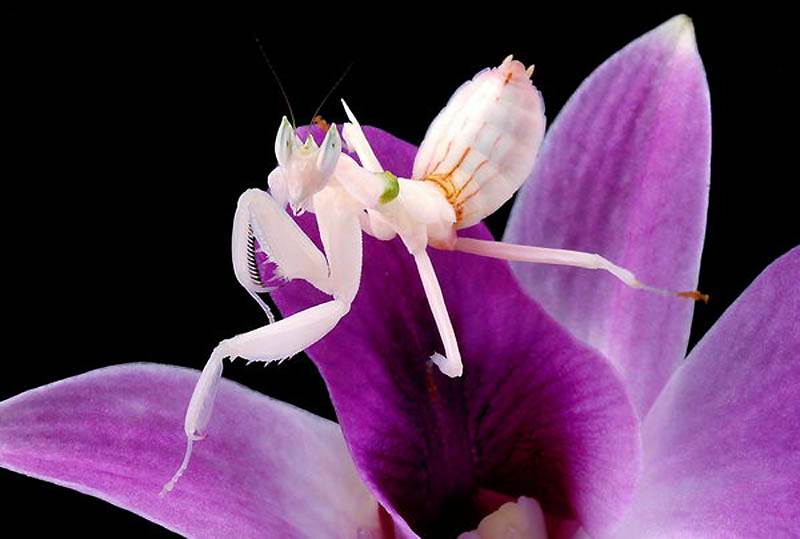 Фотография: Орхидейные богомолы №1 - BigPicture.ru