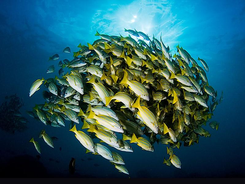 Фотография: 15 удивительных косяков рыбы №14 - BigPicture.ru