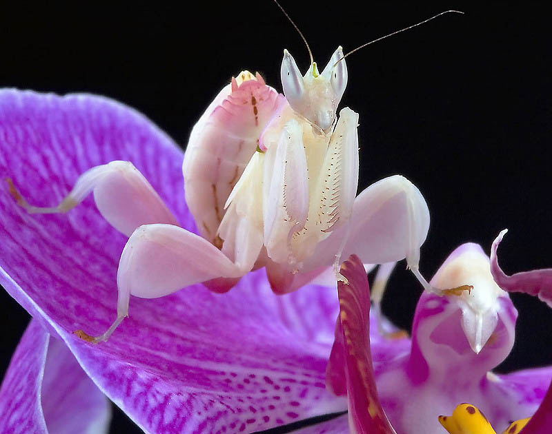 Фотография: Орхидейные богомолы №15 - BigPicture.ru