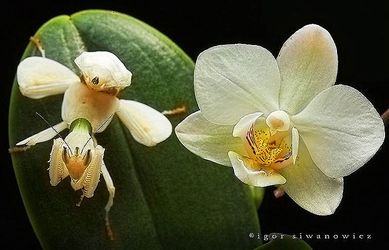 Фотография: Орхидейные богомолы №18 - BigPicture.ru