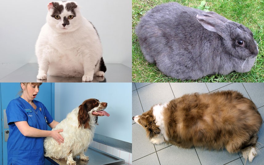 Фотография: Кролики, собаки и коты – финалисты конкурса похудения №1 - BigPicture.ru