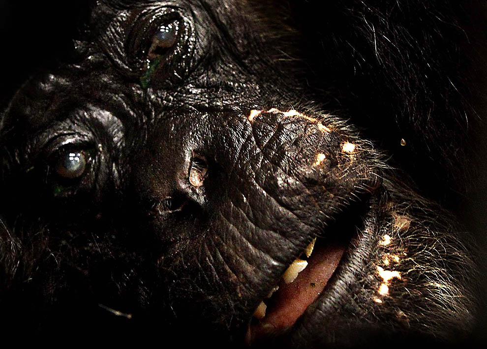 Фотография: Литтл-Мама - старенькая шимпанзе с большим сердцем №20 - BigPicture.ru
