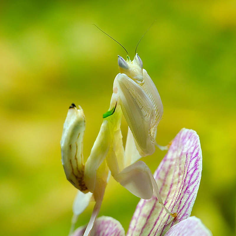 Фотография: Орхидейные богомолы №20 - BigPicture.ru