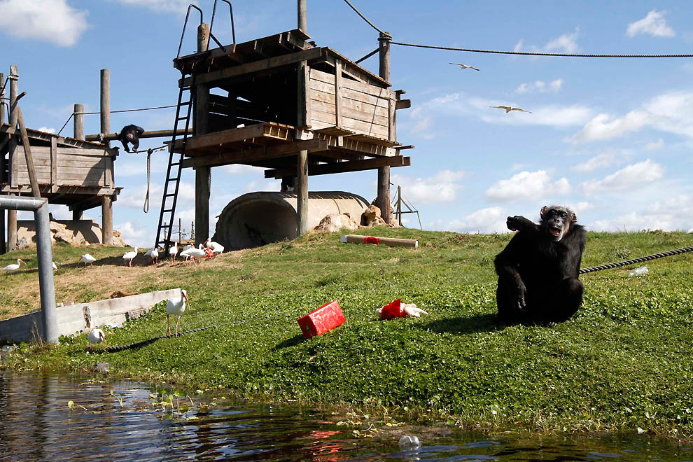 Фотография: Литтл-Мама - старенькая шимпанзе с большим сердцем №21 - BigPicture.ru