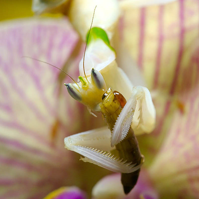 Фотография: Орхидейные богомолы №21 - BigPicture.ru