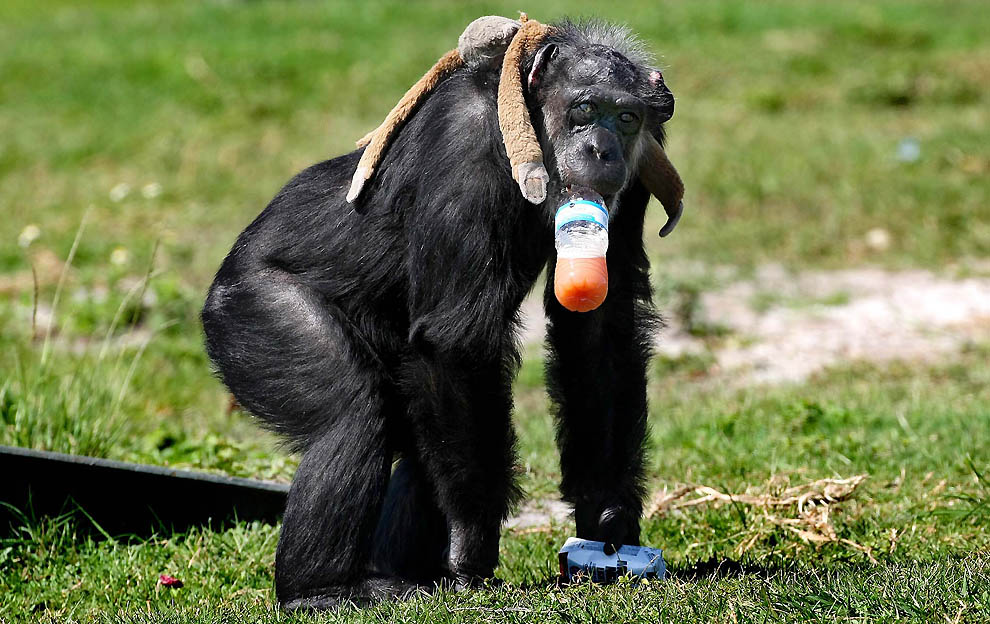 Литтл-Мама — старенькая шимпанзе с большим сердцем