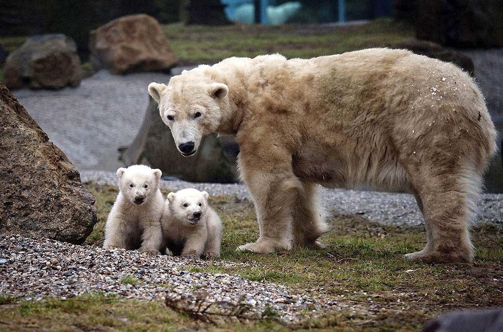 Фотография: Белые медвежата с мамой и другие братья наши меньшие №1 - BigPicture.ru