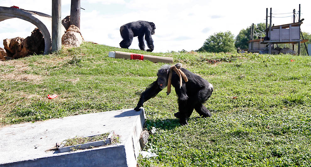 Фотография: Литтл-Мама - старенькая шимпанзе с большим сердцем №23 - BigPicture.ru