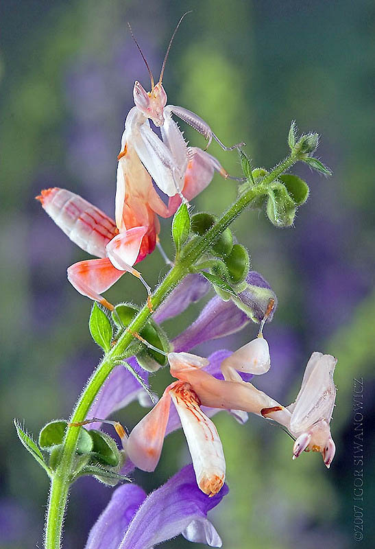 Фотография: Орхидейные богомолы №4 - BigPicture.ru