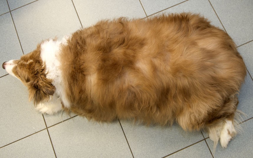 Фотография: Кролики, собаки и коты – финалисты конкурса похудения №3 - BigPicture.ru