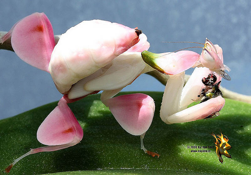 Фотография: Орхидейные богомолы №5 - BigPicture.ru