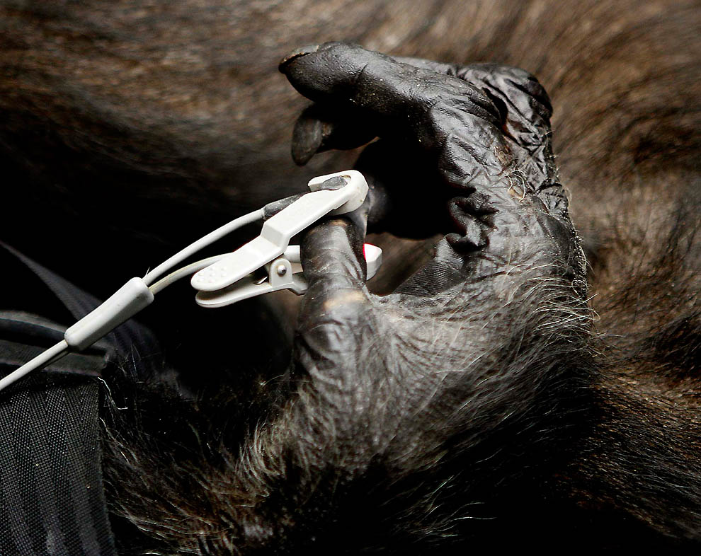 Фотография: Литтл-Мама - старенькая шимпанзе с большим сердцем №7 - BigPicture.ru