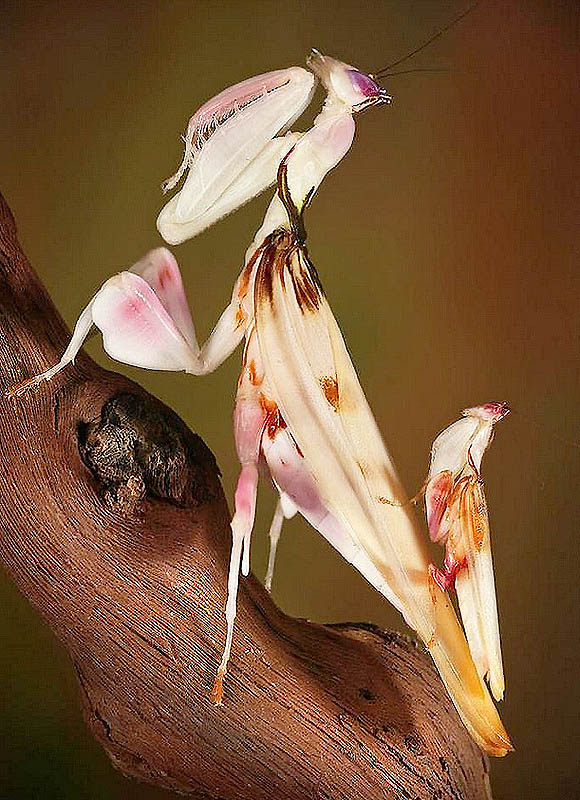 Фотография: Орхидейные богомолы №7 - BigPicture.ru