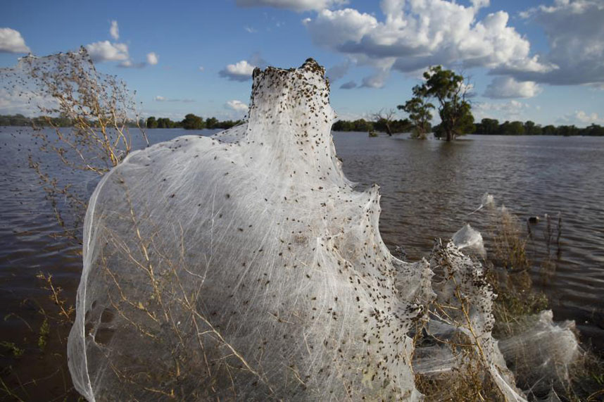 Фотография: Нашествие пауков после наводнения в Австралии №8 - BigPicture.ru